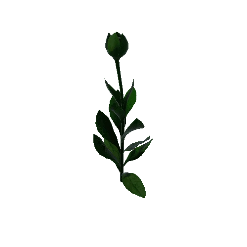 Flower Calceolaria Uniflora 3.3